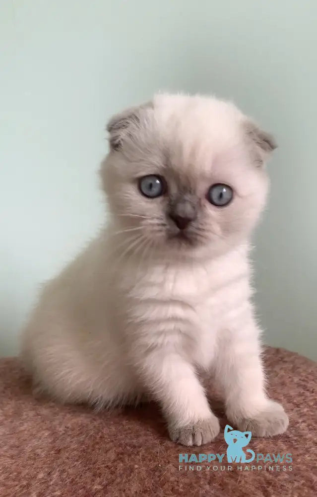 Eclear Scottish Fold female lilac pointed live animals