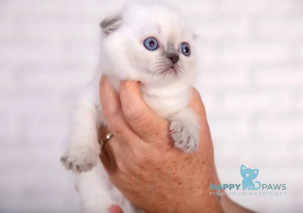 Eclear Scottish Fold female lilac pointed live animals