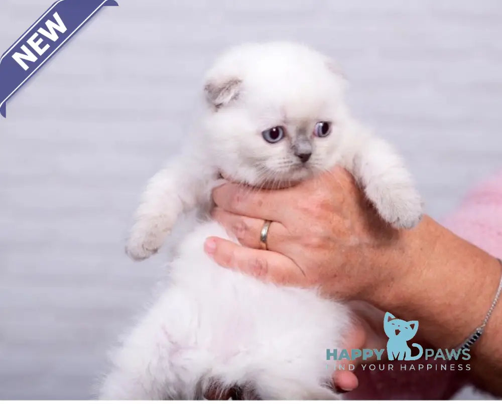 Eclear Scottish Fold female lilac pointed live animals