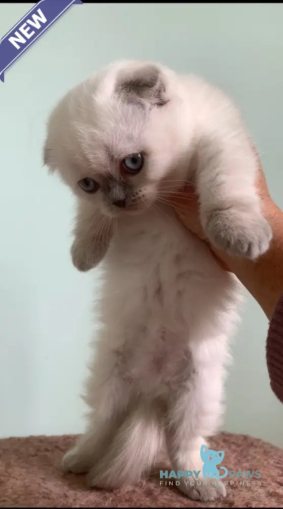 Eclear Scottish Fold female lilac pointed live animals