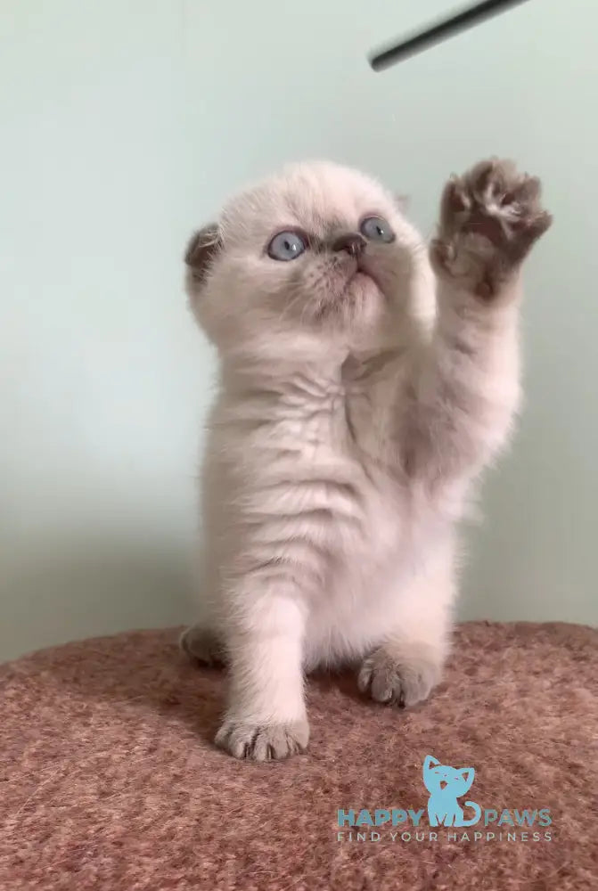 Eclear Scottish Fold female lilac pointed live animals