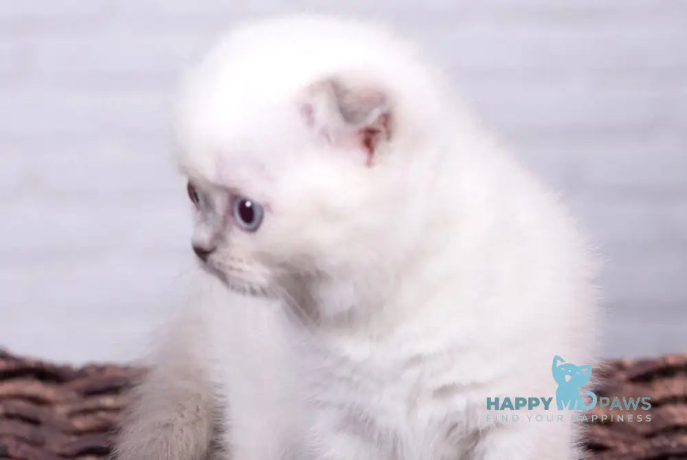 Eclear Scottish Fold female lilac pointed live animals
