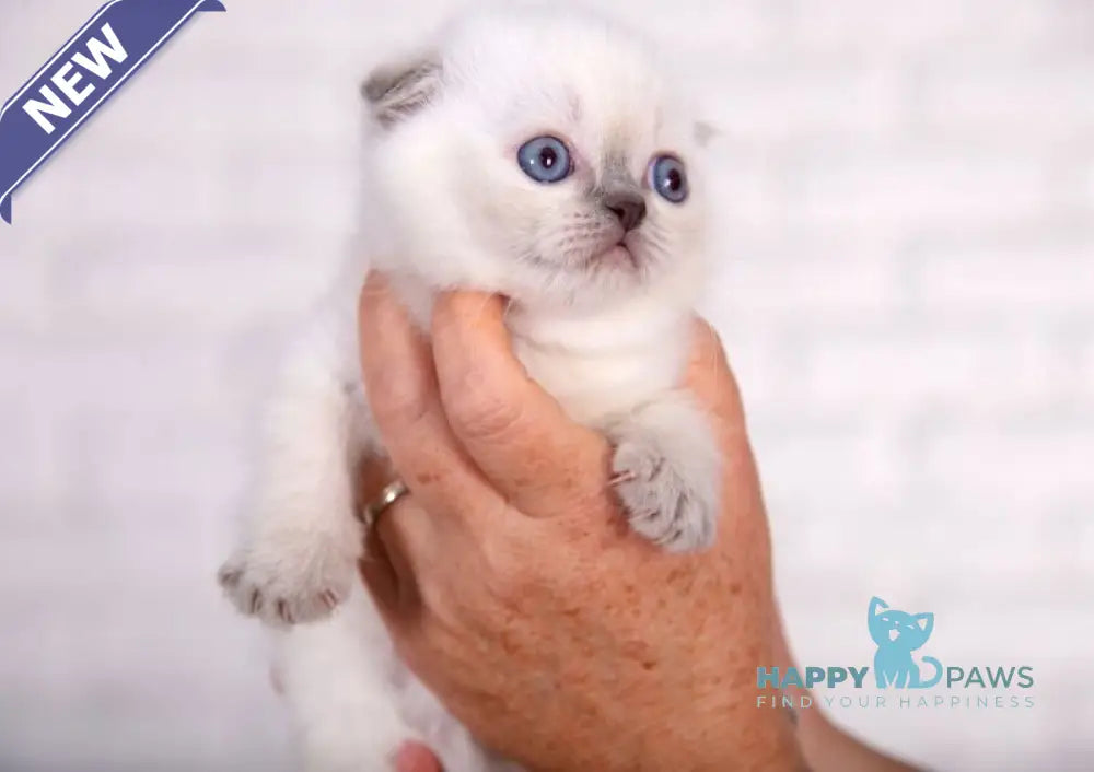 Eclear Scottish Fold female lilac pointed live animals