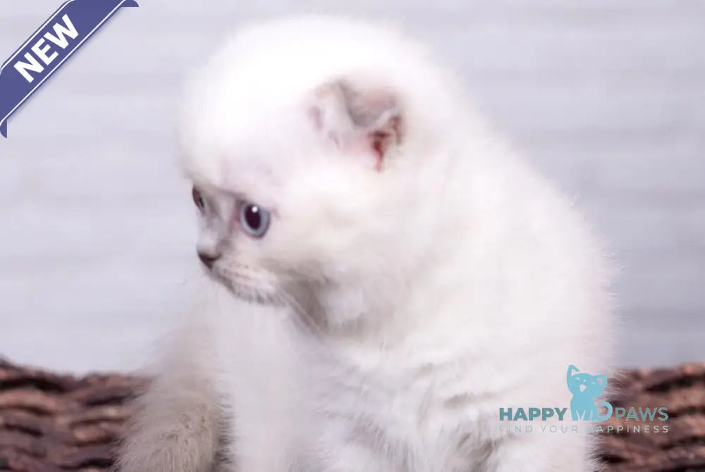 Eclear Scottish Fold female lilac pointed live animals