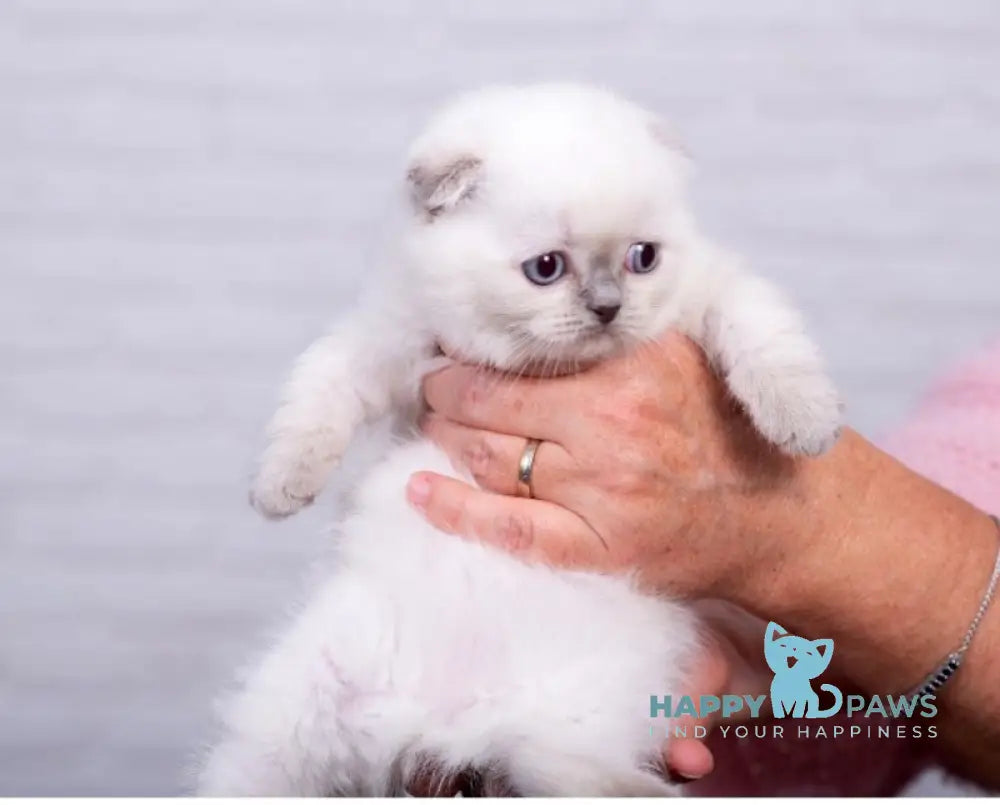 Eclear Scottish Fold female lilac pointed live animals