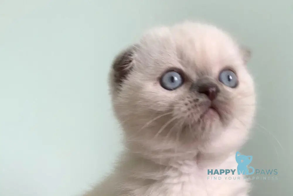 Eclear Scottish Fold female lilac pointed live animals