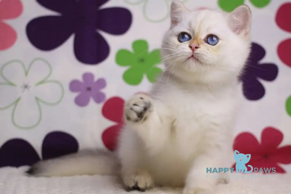 Ecler British Shorthair male black golden shaded pointed live animals