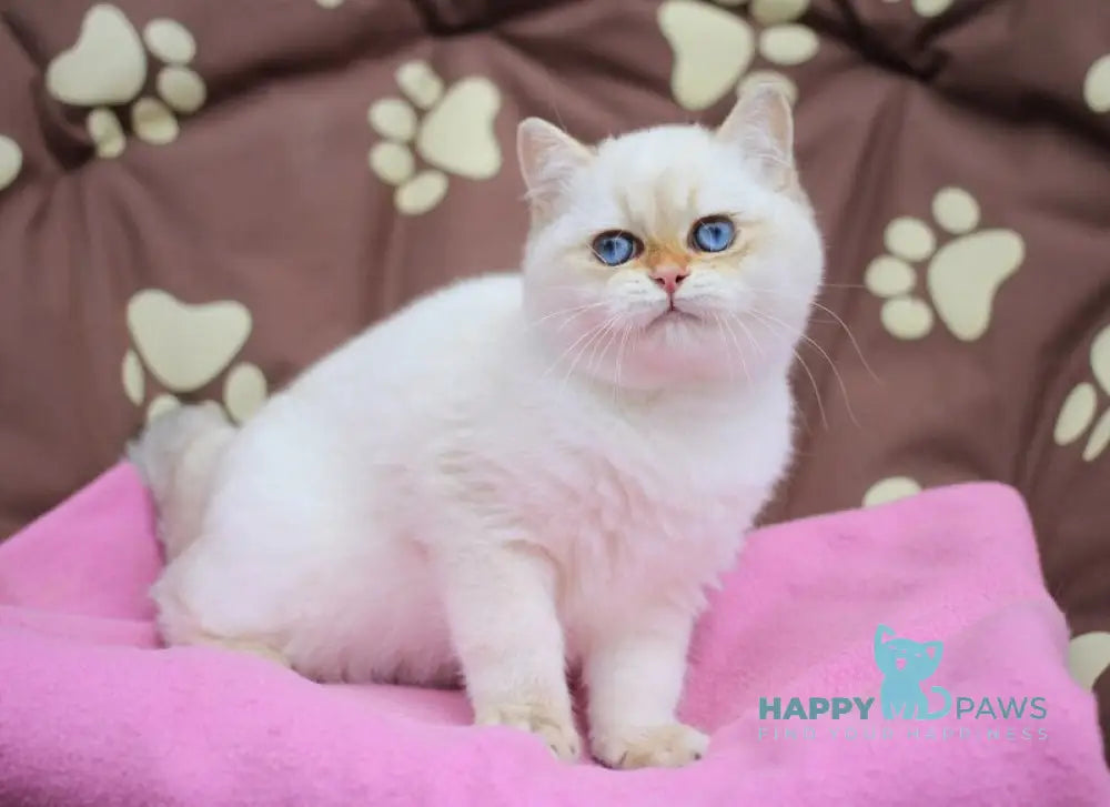 Ecler British Shorthair male black golden shaded pointed live animals