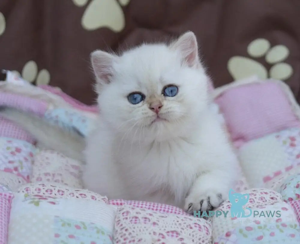 Ecler British Shorthair male black golden shaded point live animals