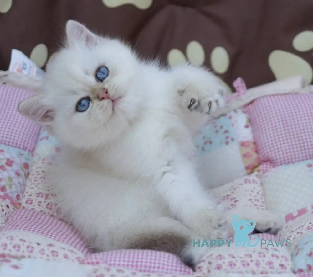 Ecler British Shorthair male black golden shaded point live animals