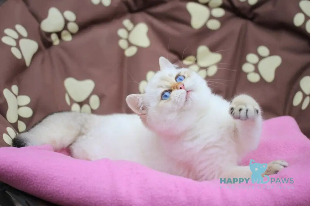 Ecler British Shorthair male black golden shaded pointed live animals