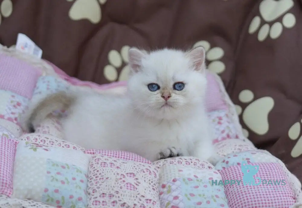 Ecler British Shorthair male black golden shaded point live animals