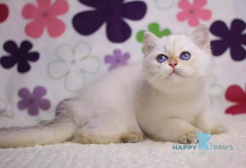 Ecler British Shorthair male black golden shaded pointed live animals