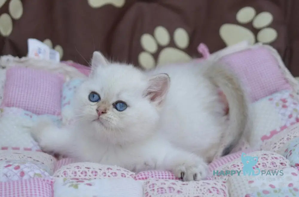 Ecler British Shorthair male black golden shaded point live animals