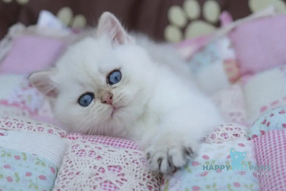 Ecler British Shorthair male black golden shaded point live animals