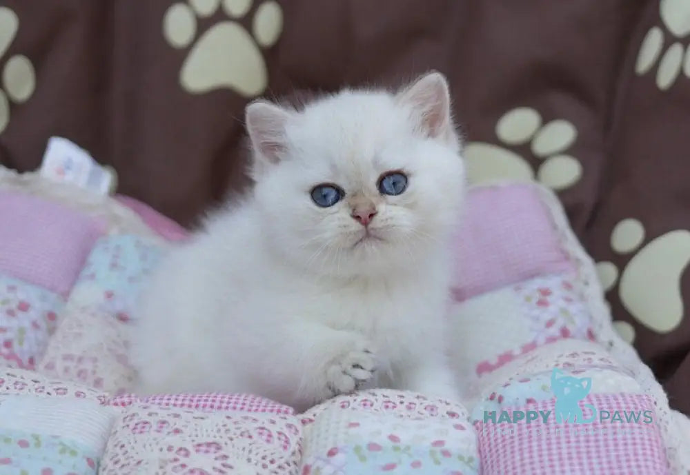 Ecler British Shorthair male black golden shaded point live animals