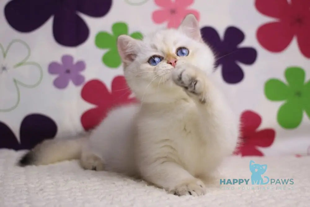 Ecler British Shorthair male black golden shaded pointed live animals