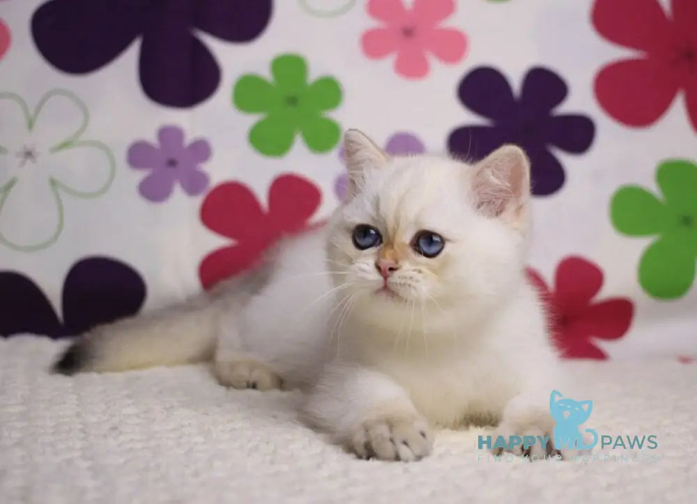 Ecler British Shorthair male black golden shaded pointed live animals