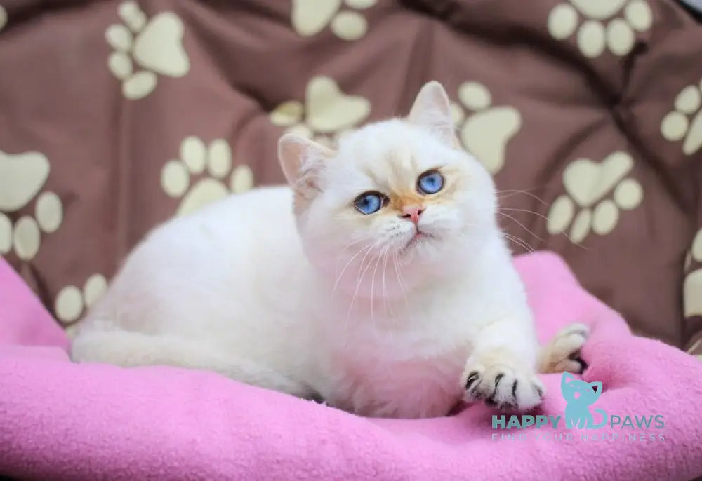Ecler British Shorthair male black golden shaded pointed live animals