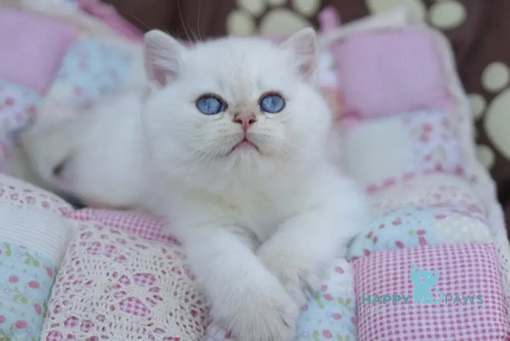 Ecler British Shorthair male black golden shaded point live animals