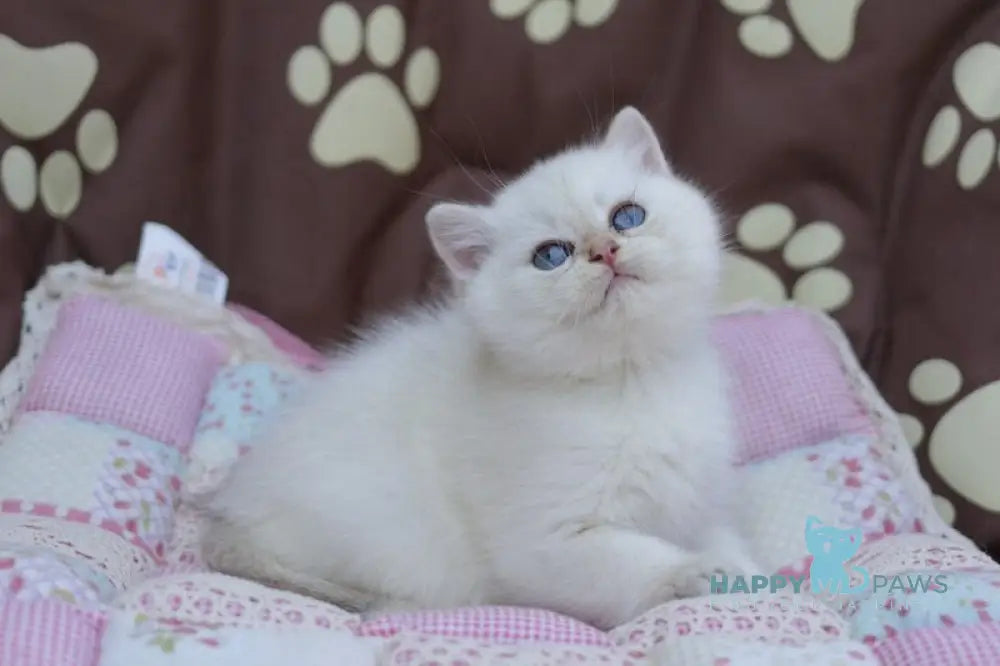 Ecler British Shorthair male black golden shaded point live animals