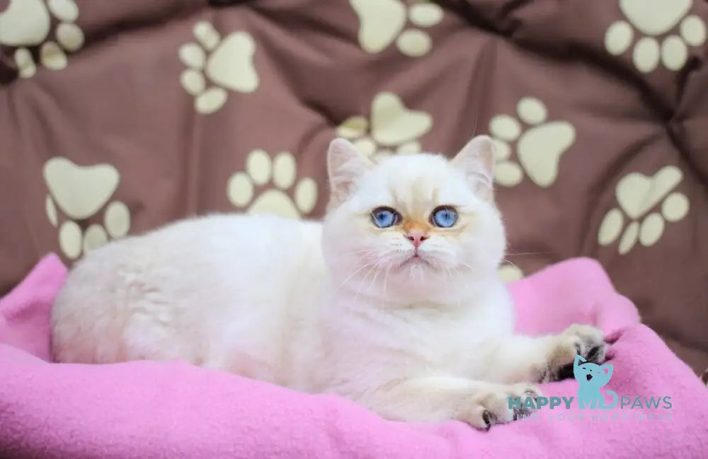 Ecler British Shorthair male black golden shaded pointed live animals