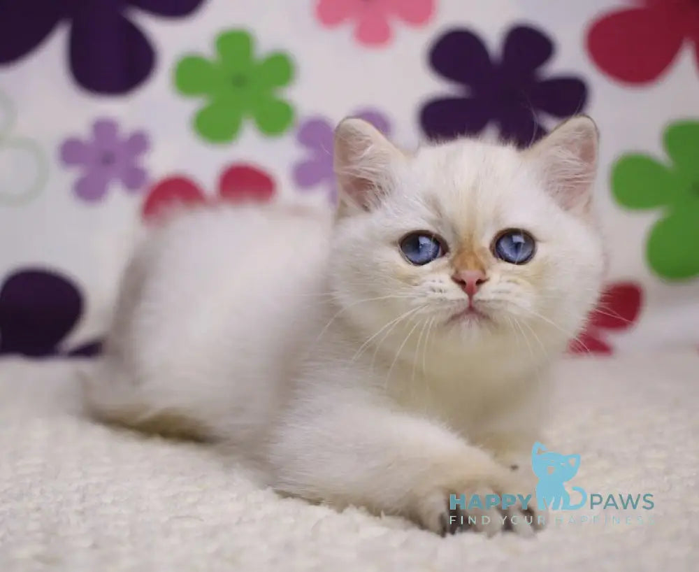Ecler British Shorthair male black golden shaded pointed live animals