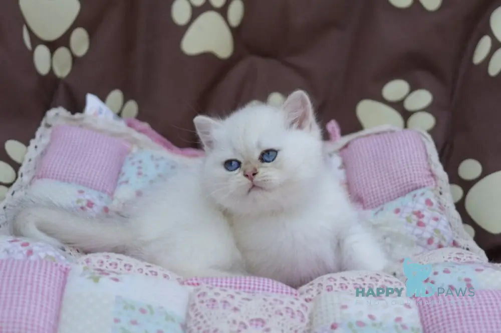 Ecler British Shorthair male black golden shaded point live animals