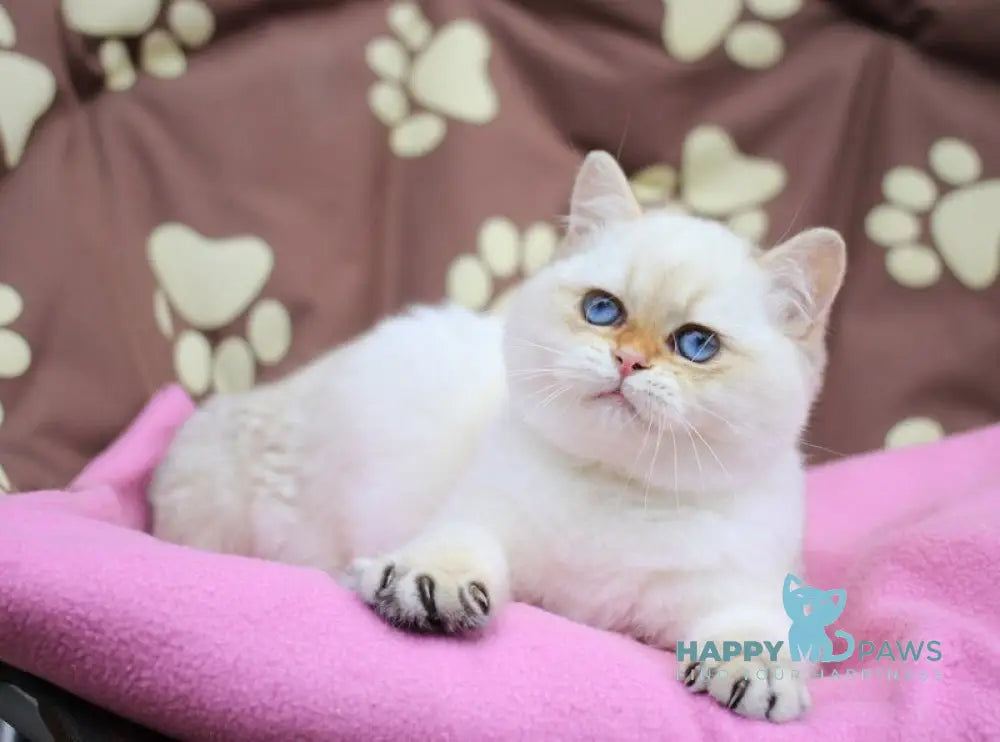 Ecler British Shorthair male black golden shaded pointed live animals