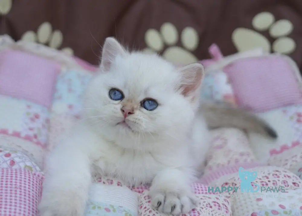 Ecler British Shorthair male black golden shaded point live animals