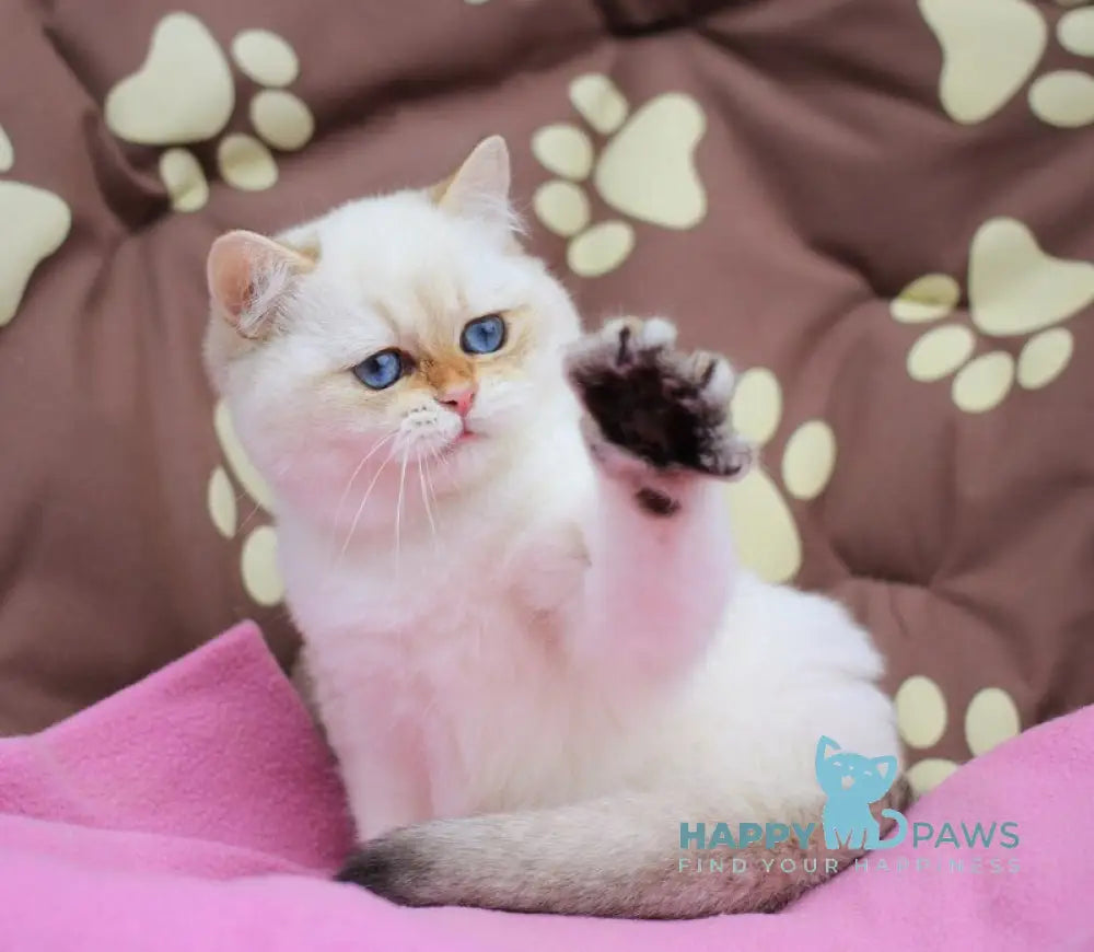 Ecler British Shorthair male black golden shaded pointed live animals