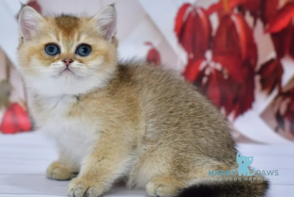 Ecler British Shorthair male black golden ticked tabby live animals