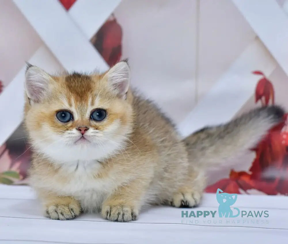Ecler British Shorthair male black golden ticked tabby live animals