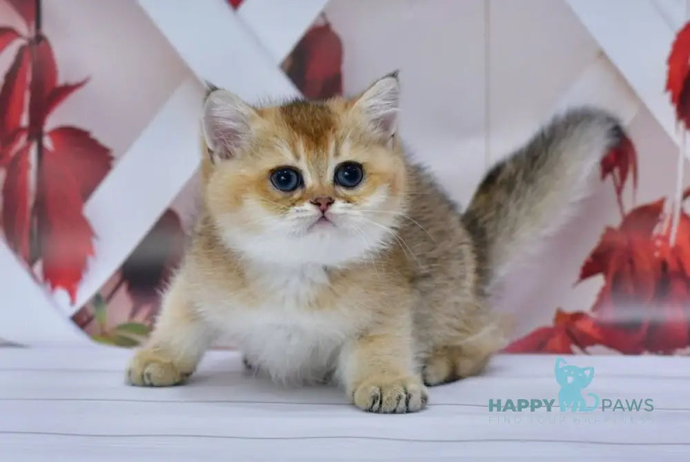 Ecler British Shorthair male black golden ticked tabby live animals