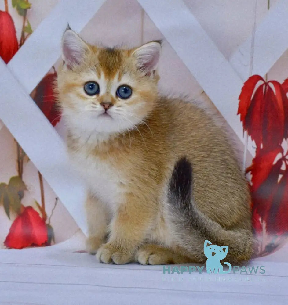 Ecler British Shorthair male black golden ticked tabby live animals