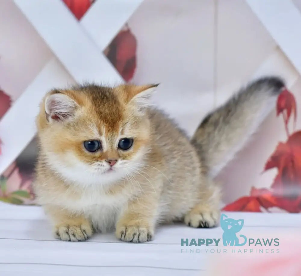 Ecler British Shorthair male black golden ticked tabby live animals