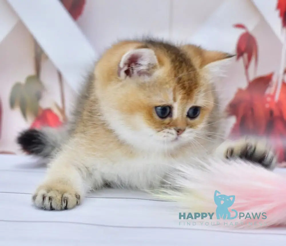 Ecler British Shorthair male black golden ticked tabby live animals
