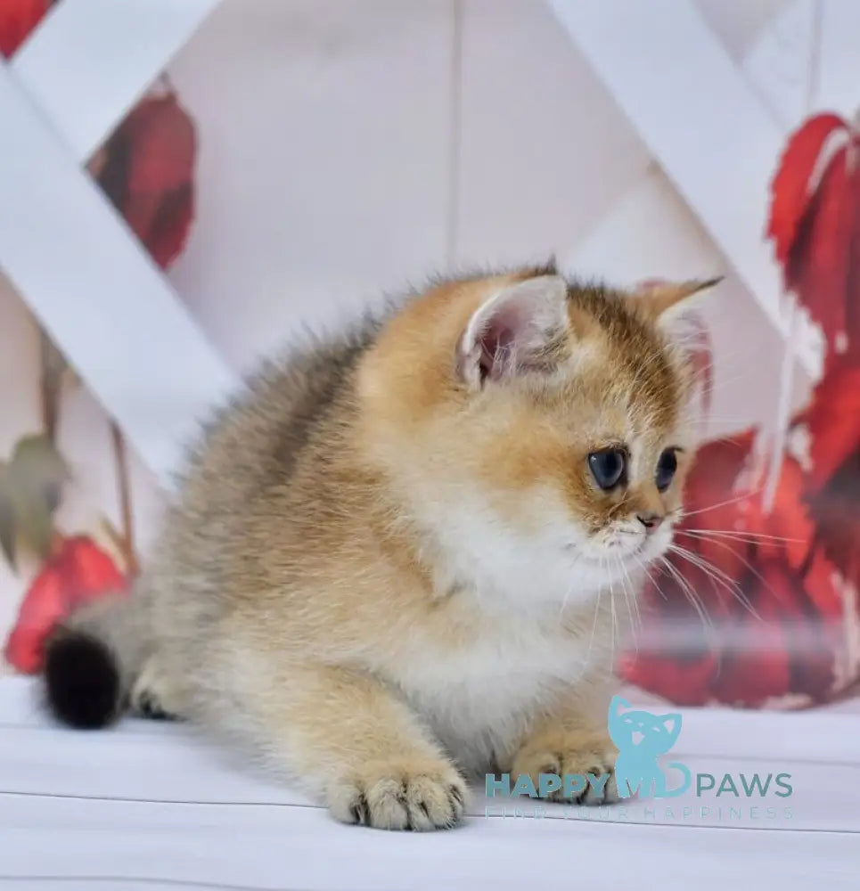 Ecler British Shorthair male black golden ticked tabby live animals
