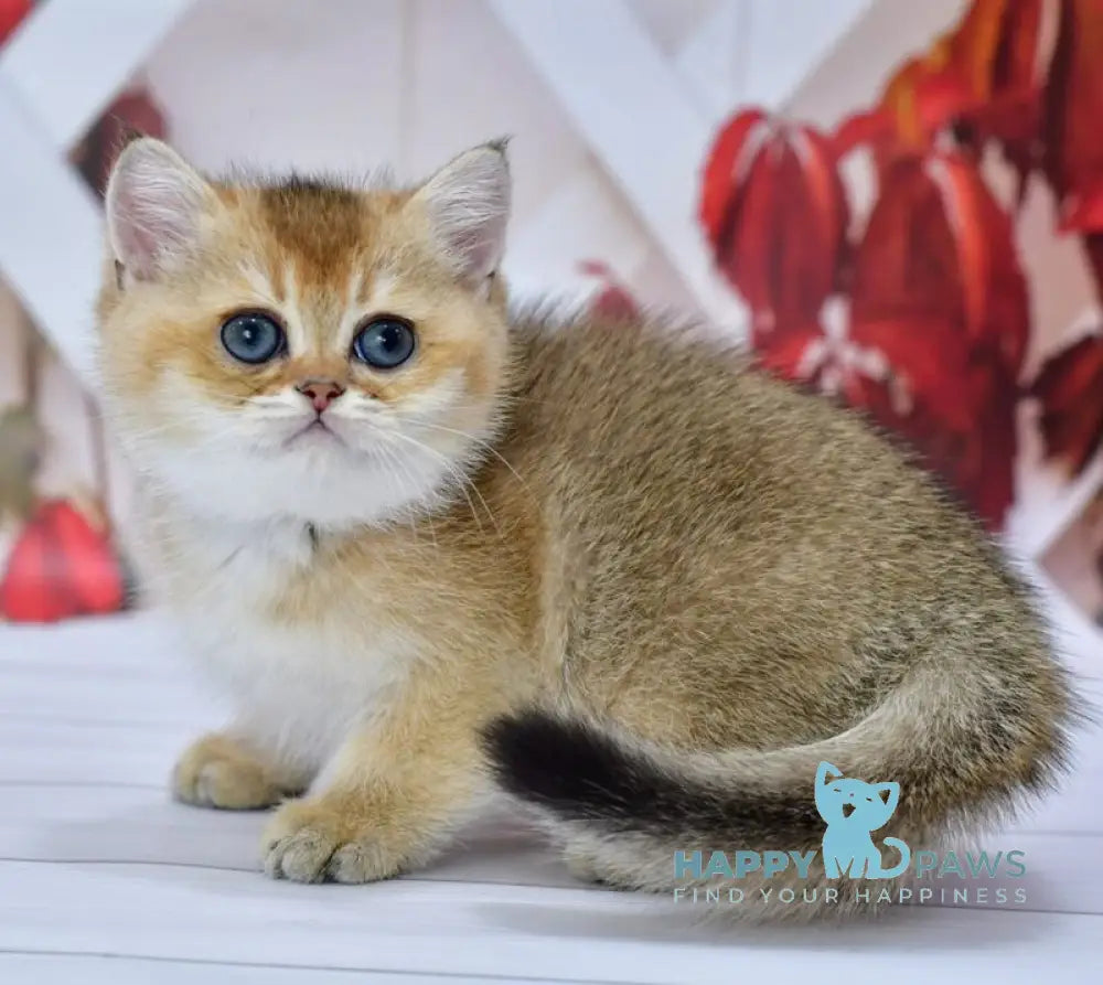 Ecler British Shorthair male black golden ticked tabby live animals