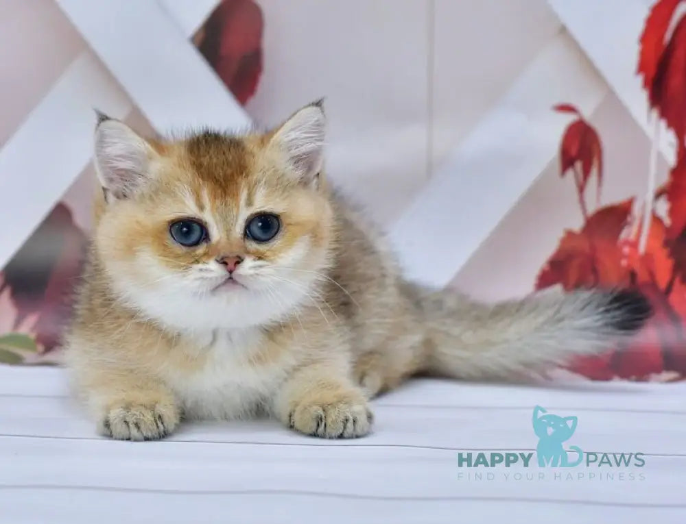 Ecler British Shorthair male black golden ticked tabby live animals