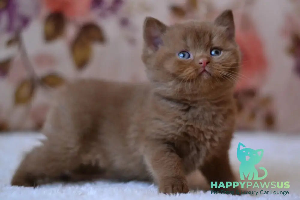 Ecler British Shorthair male cinnamon - live animals