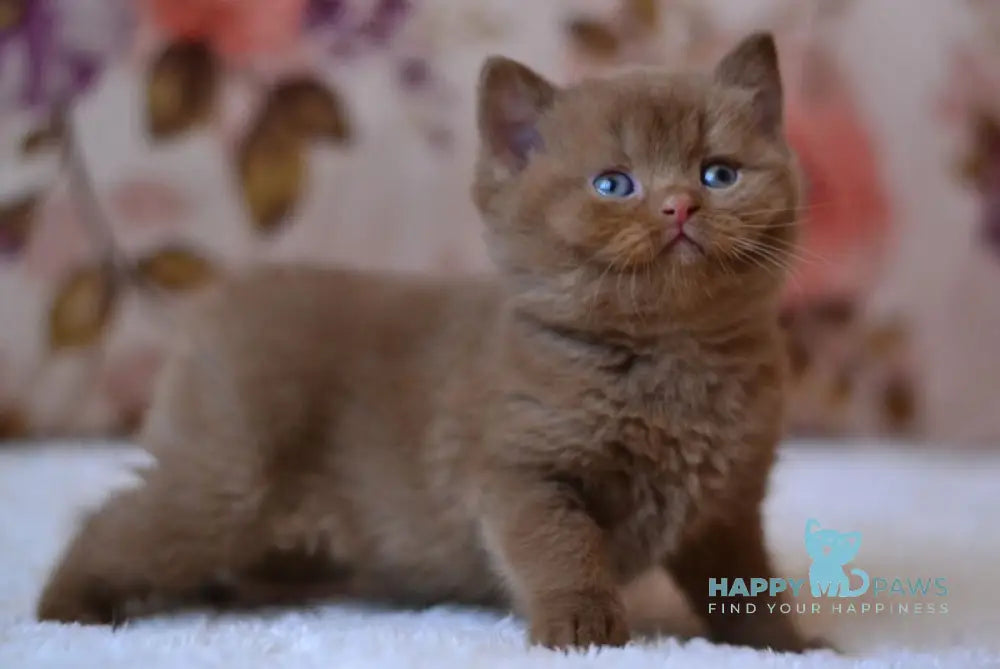 Ecler British Shorthair male cinnamon - live animals