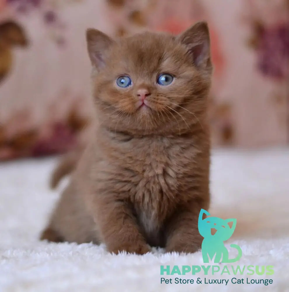 Ecler British Shorthair male cinnamon - live animals