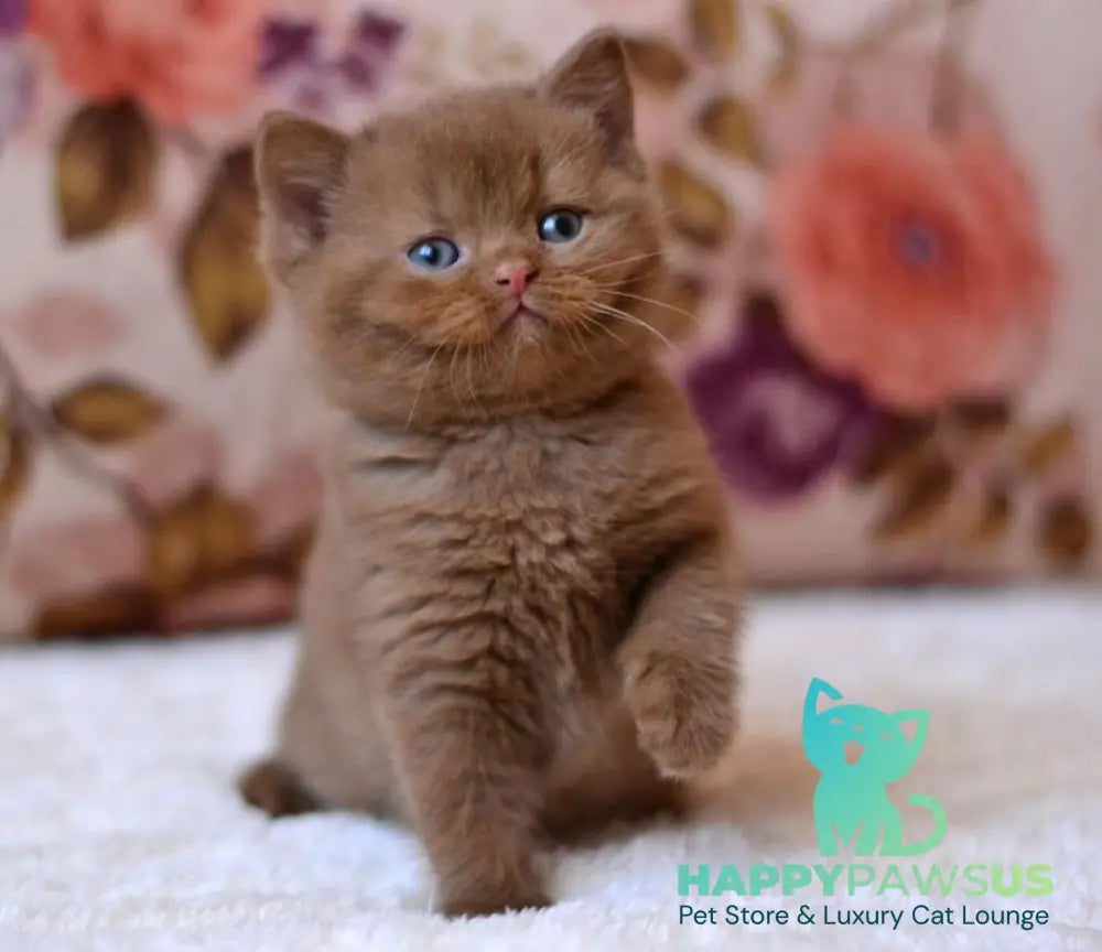 Ecler British Shorthair male cinnamon - live animals