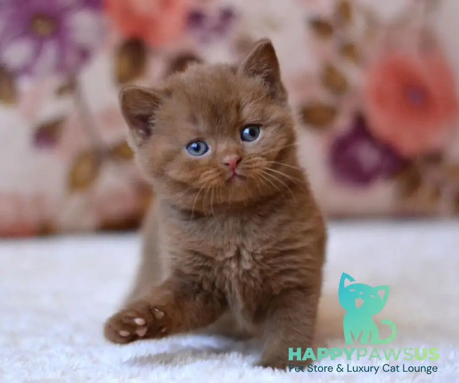 Ecler British Shorthair male cinnamon - live animals