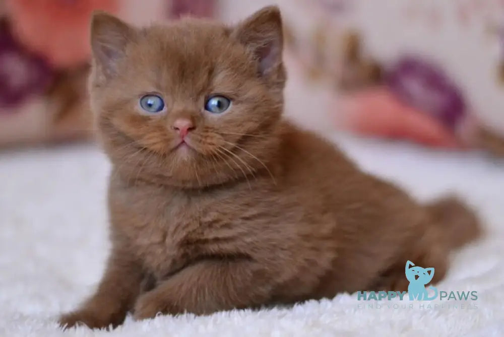 Ecler British Shorthair male cinnamon - live animals
