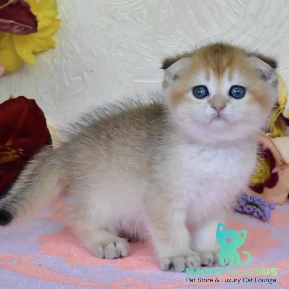 Ecler Scottish Fold male black golden shaded - live animals
