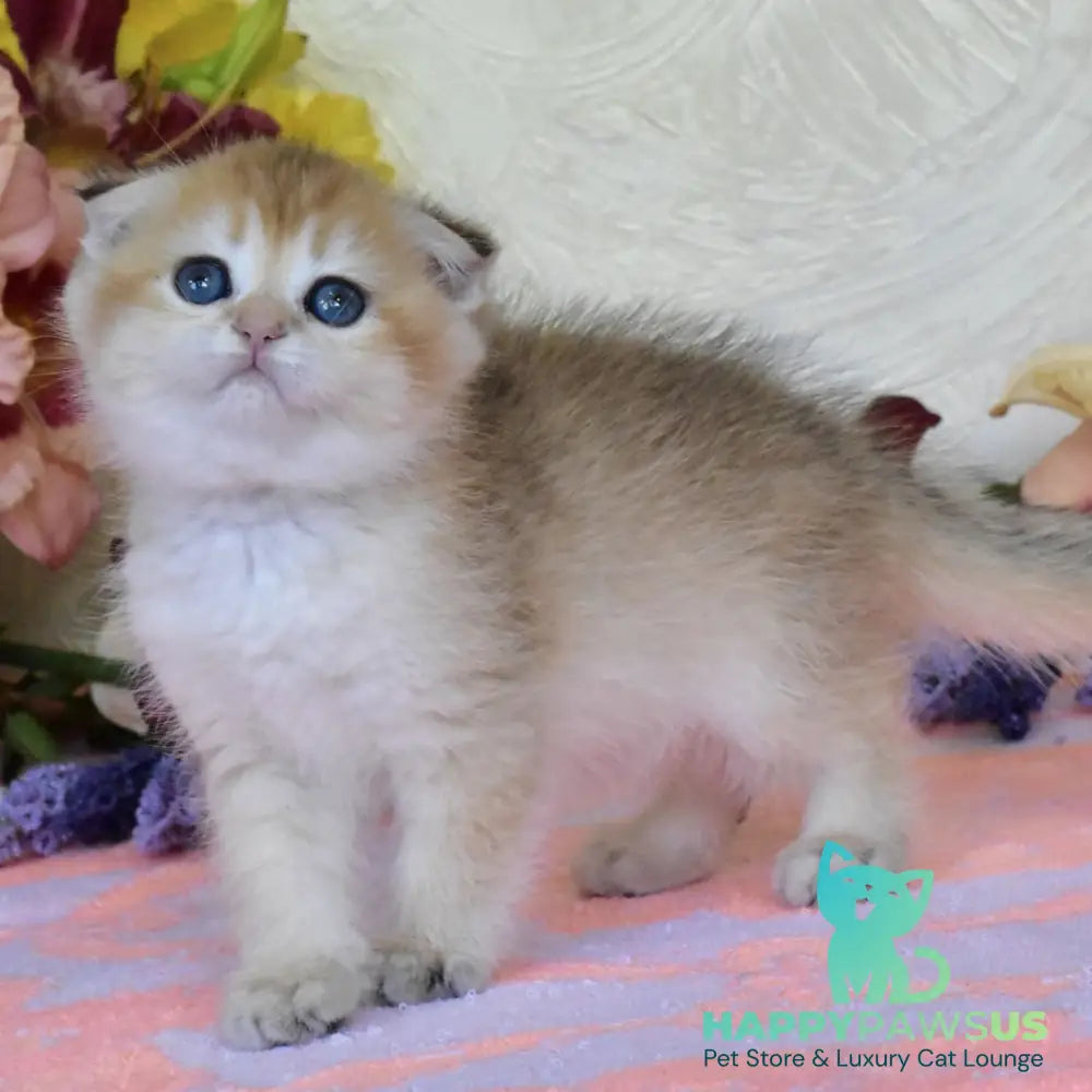 Ecler Scottish Fold male black golden shaded - live animals