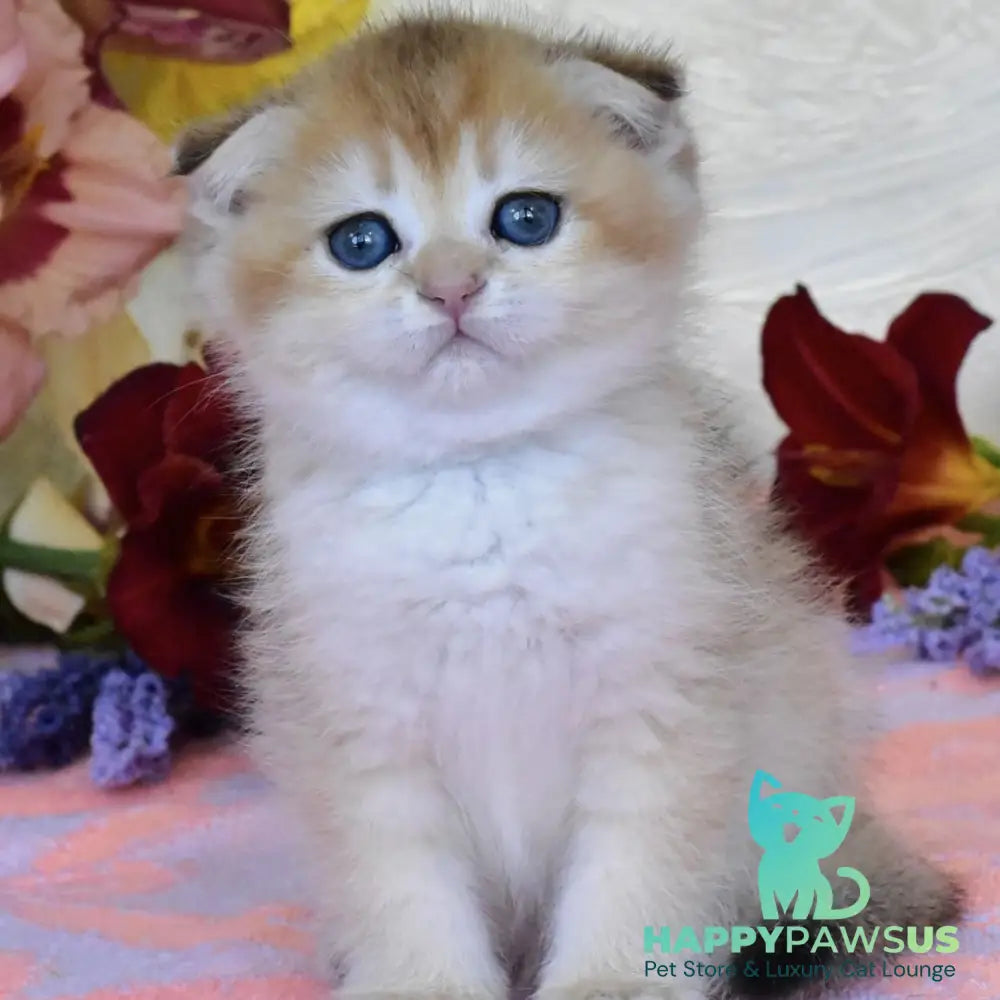 Ecler Scottish Fold male black golden shaded - live animals