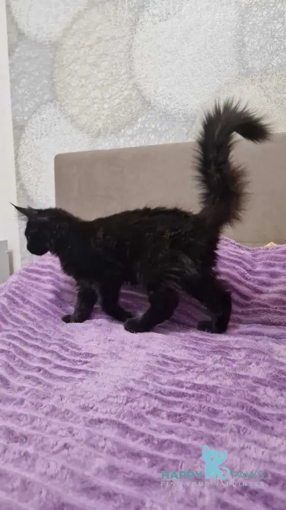 Eclipse Maine Coon female black live animals